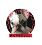 ブルカム君（個別スタンプ：3）