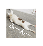 ブルカム君（個別スタンプ：8）