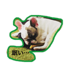 ブルカム君（個別スタンプ：14）