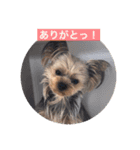 komaro3（個別スタンプ：5）