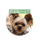 komaro3（個別スタンプ：6）