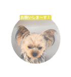 komaro3（個別スタンプ：8）