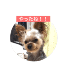 komaro3（個別スタンプ：10）