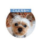 komaro3（個別スタンプ：11）