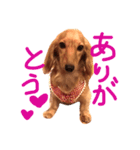 うちのビビちゃん3（個別スタンプ：4）