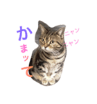 うちのニャン子（個別スタンプ：1）