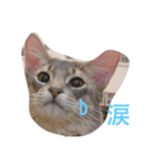 うちのニャン子（個別スタンプ：4）