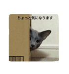 佐藤アリス（個別スタンプ：2）