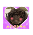 ブラウントイプーもこちゃん（個別スタンプ：1）