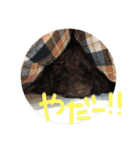 ブラウントイプーもこちゃん（個別スタンプ：13）
