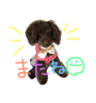 ブラウントイプーもこちゃん（個別スタンプ：14）