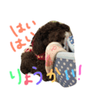 ブラウントイプーもこちゃん（個別スタンプ：15）