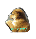 ペットハウスshunka（個別スタンプ：8）
