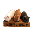 うちのーねこ（個別スタンプ：2）