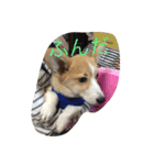 コーギーの日常で使う言葉（個別スタンプ：4）
