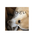 コーギーの日常で使う言葉（個別スタンプ：5）