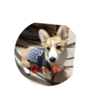 コーギーの日常で使う言葉（個別スタンプ：7）