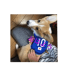 コーギーの日常で使う言葉（個別スタンプ：8）