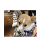 コーギーの日常で使う言葉（個別スタンプ：9）