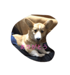 コーギーの日常で使う言葉（個別スタンプ：13）