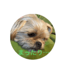 パプワ（個別スタンプ：1）