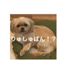 パプワ（個別スタンプ：3）