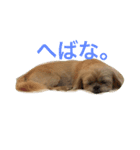 パプワ（個別スタンプ：8）