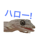 ヤモリのすたんぷ（個別スタンプ：1）