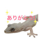 ヤモリのすたんぷ（個別スタンプ：8）