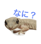 ヤモリのすたんぷ（個別スタンプ：10）