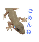ヤモリのすたんぷ（個別スタンプ：12）
