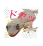 ヤモリのすたんぷ（個別スタンプ：15）