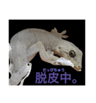 ヤモリのすたんぷ（個別スタンプ：23）