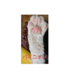 くみと8匹の愉快な猫達（個別スタンプ：16）