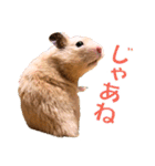 キンクマハムスター ムギの生活2（個別スタンプ：5）