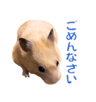 キンクマハムスター ムギの生活2（個別スタンプ：6）