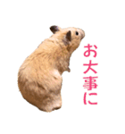 キンクマハムスター ムギの生活2（個別スタンプ：16）