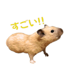 キンクマハムスター ムギの生活2（個別スタンプ：20）