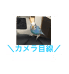 仲良しのセキセイインコ達（個別スタンプ：3）