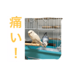 仲良しのセキセイインコ達（個別スタンプ：5）