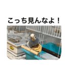 仲良しのセキセイインコ達（個別スタンプ：6）