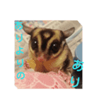 ANIMALFamil（個別スタンプ：4）