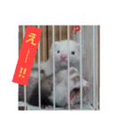 ANIMALFamil（個別スタンプ：16）