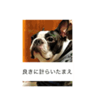 宇治のボストンテリア犬 つくし4（個別スタンプ：2）