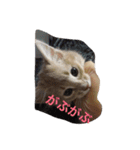 ここあ （ねこ）その1（個別スタンプ：2）