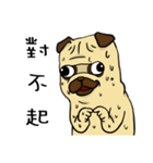 pug A-bang（個別スタンプ：3）