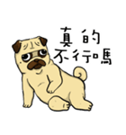 pug A-bang（個別スタンプ：22）