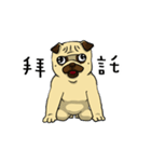 pug A-bang（個別スタンプ：23）