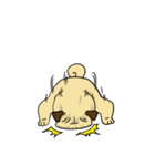 pug A-bang（個別スタンプ：24）