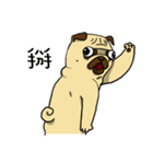 pug A-bang（個別スタンプ：29）